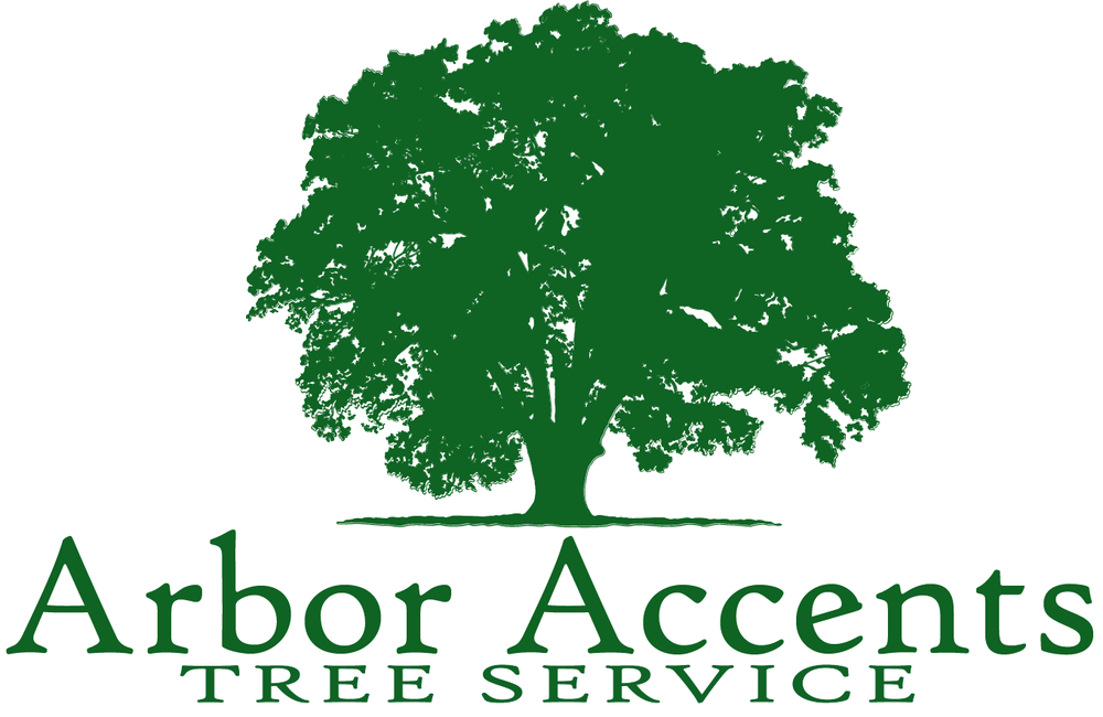 Experience Excellence in Tree Maintenance with Arbor Accents