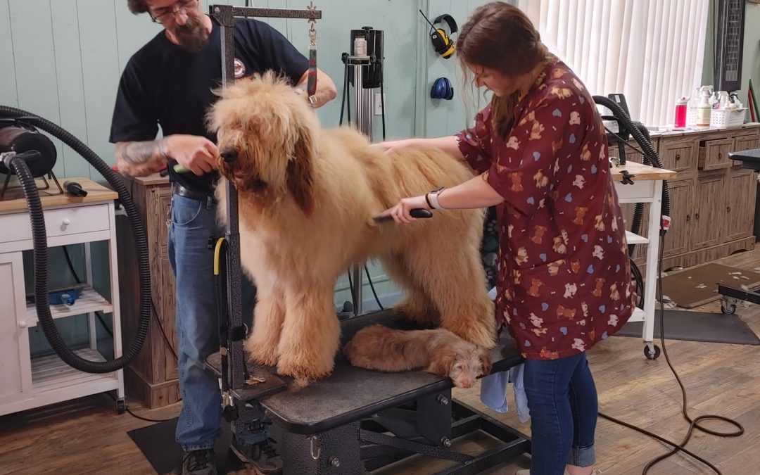 Discover The Unique Services of The Dog Groomer LLC